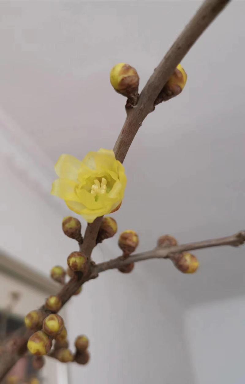 mmexport1577373203868