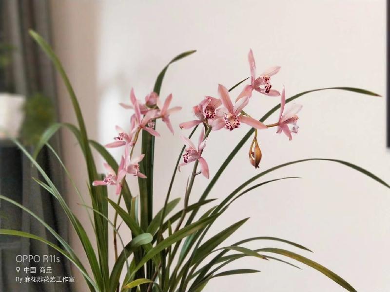 mmexport1577325133738