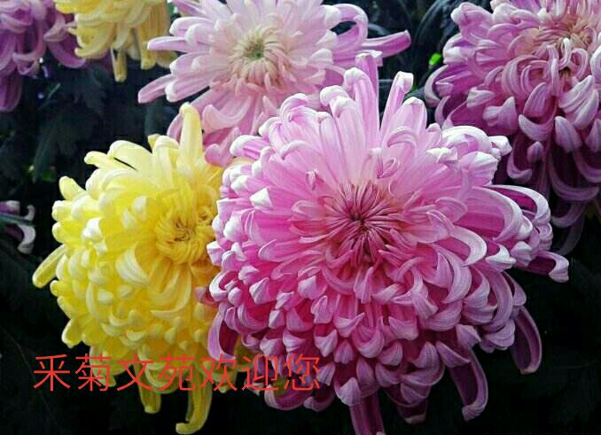 2812aff58cff43258c7f767bbbe3c537.