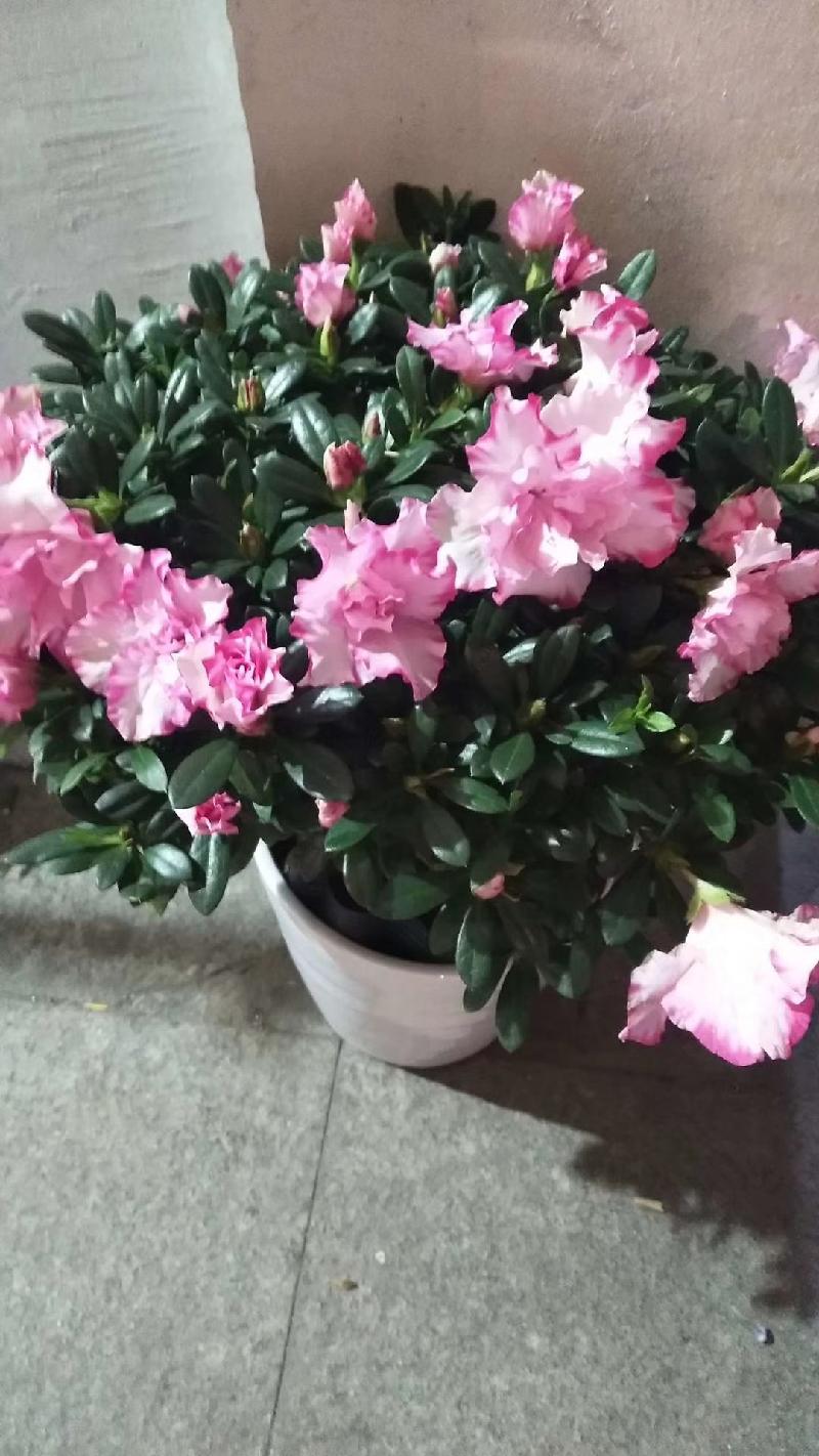 mmexport1578218846751