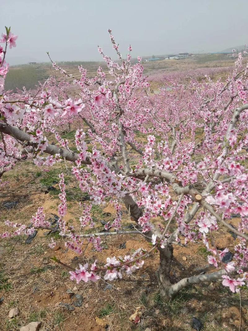 mmexport1578053676779