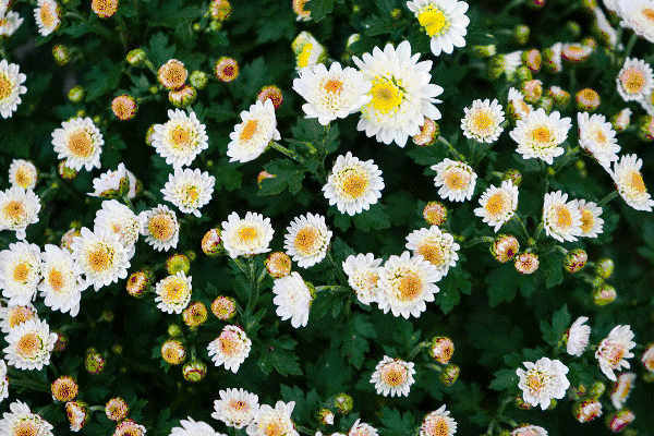 9c29a6f84cf34852a588569c46674a0b.