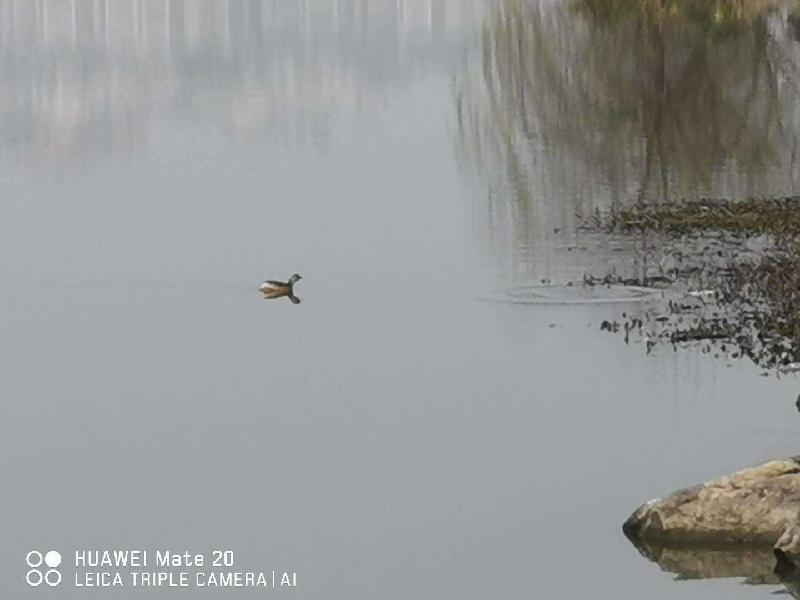 mmexport1580858168302